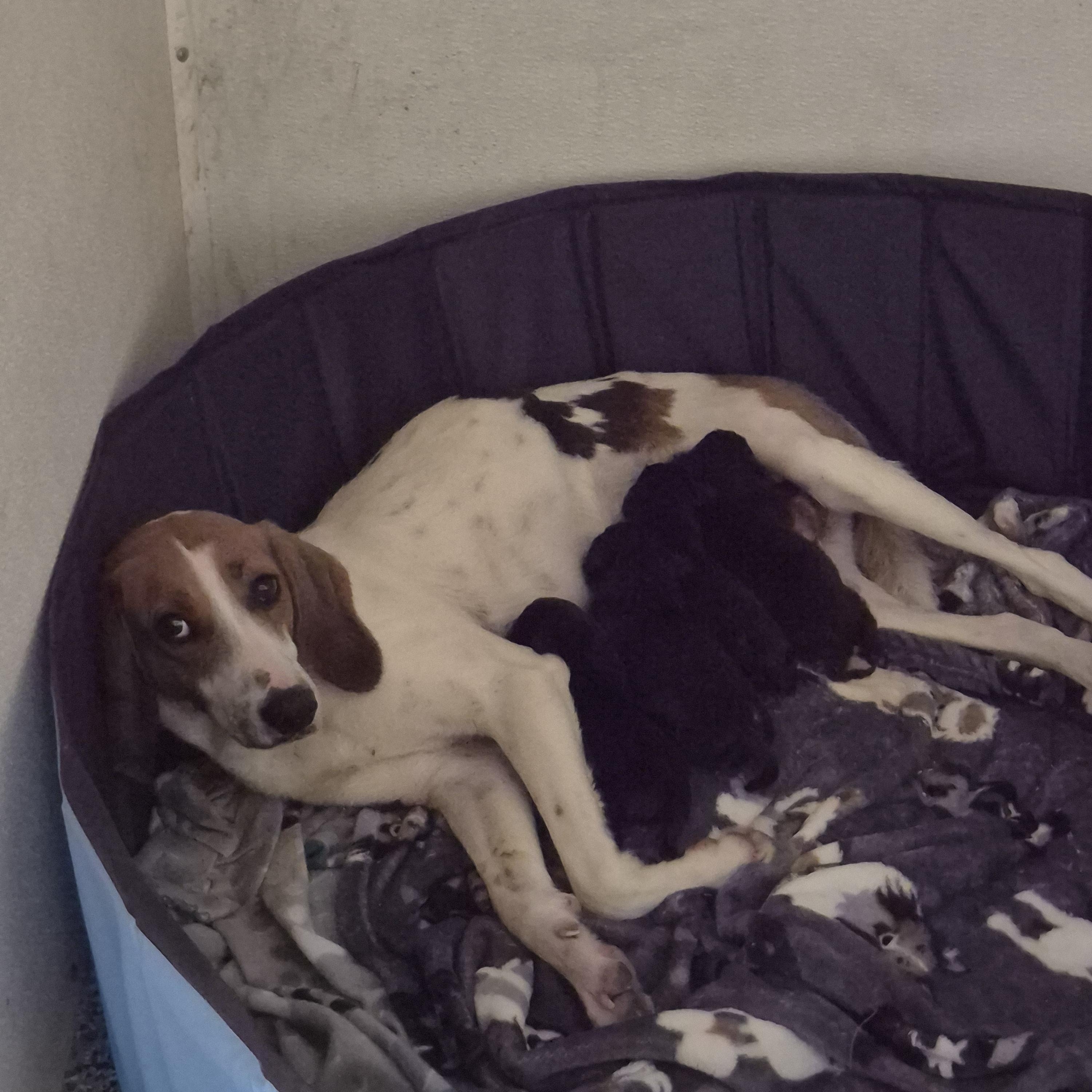 Wilda, a Adoptable mixed breed in Chesapeake, VA image 2/3