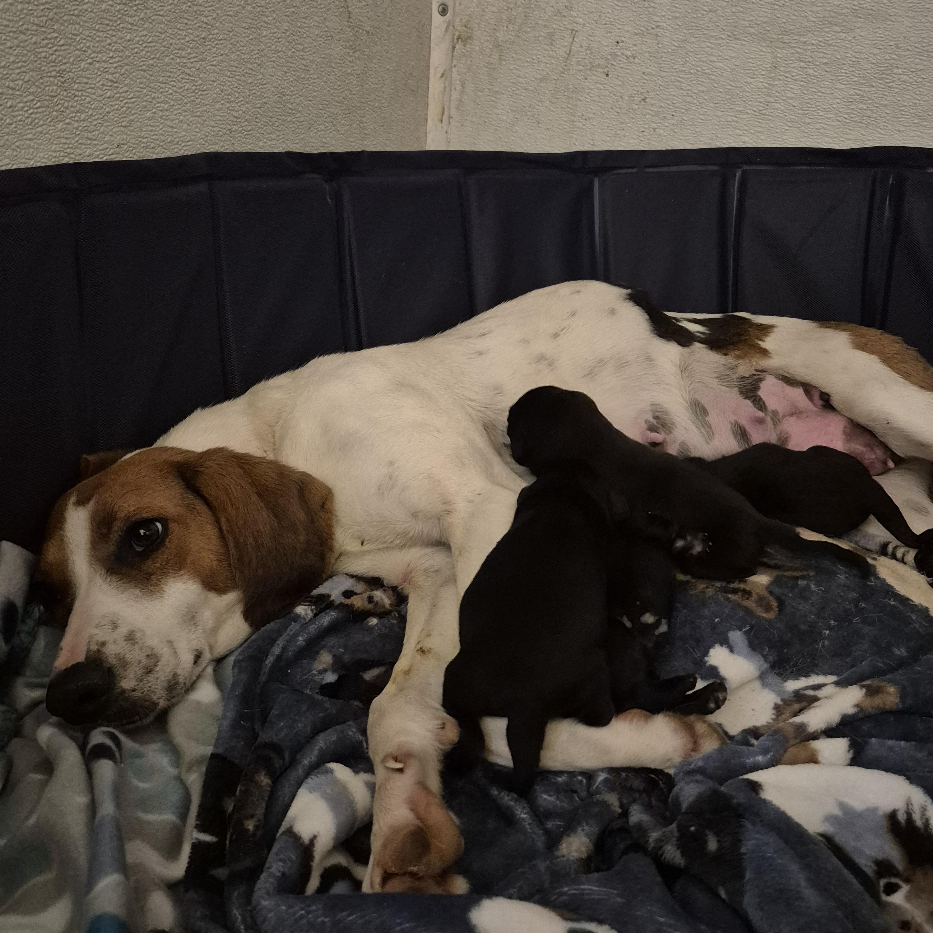 Wilda, a Adoptable mixed breed in Chesapeake, VA image 3/3