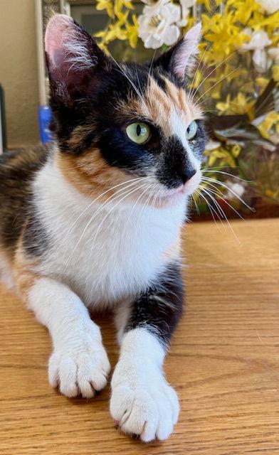 Clever Cleo, the Cutie Calico - CCC, Adoptable, Young Female Calico & Domestic Short Hair.