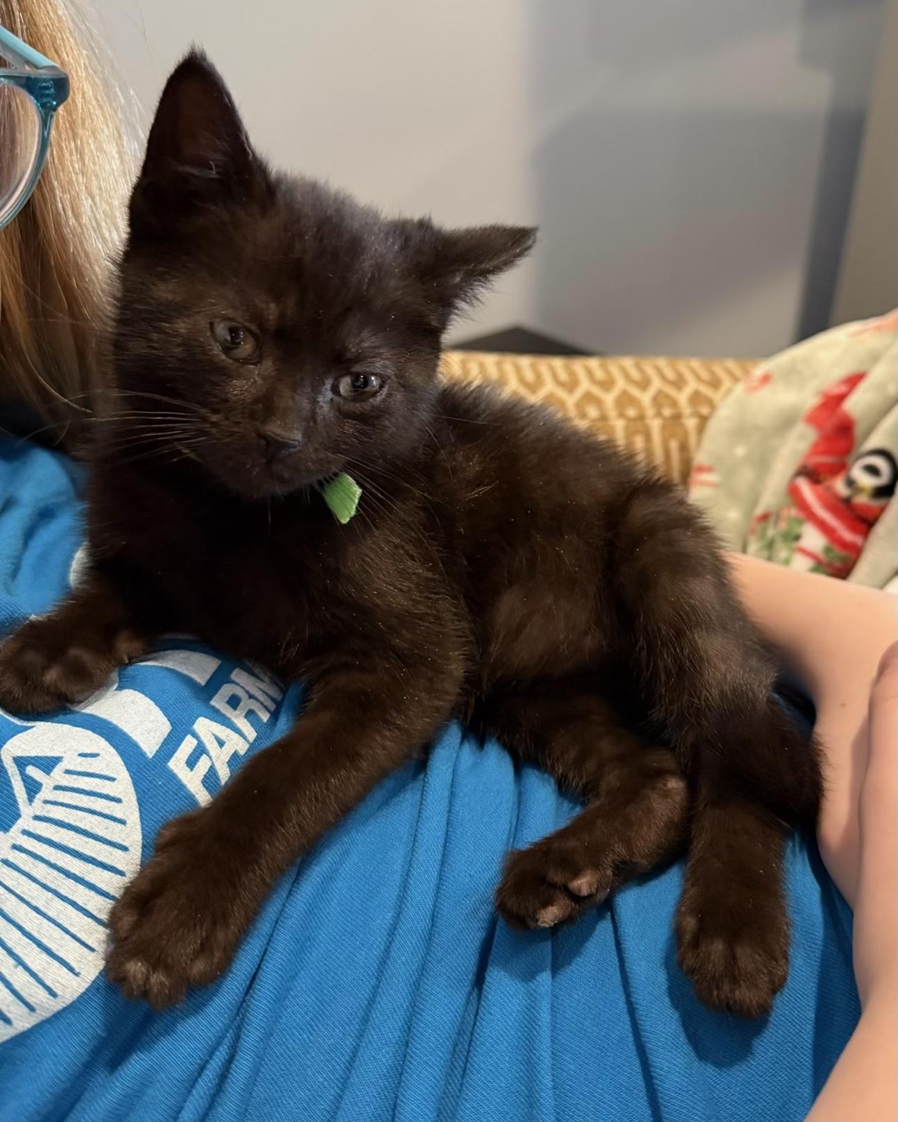 Mouse, adopted, Kitten Female Domestic Short Hair.