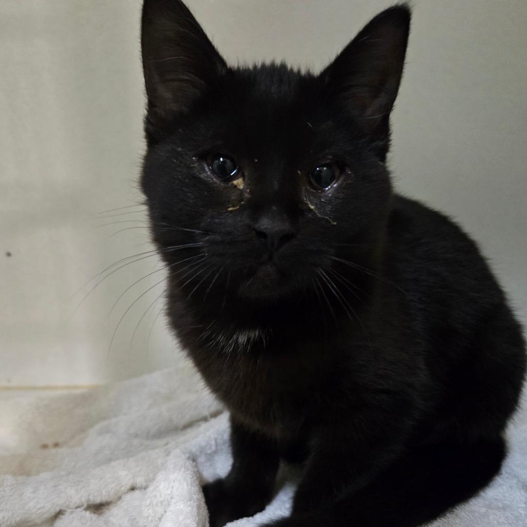 Edi (Gretchen 1), Adoptable, Kitten Female Domestic Short Hair.