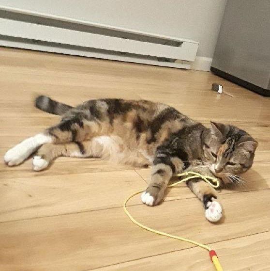 Lily, Adoptable, Adult Female Domestic Short Hair.