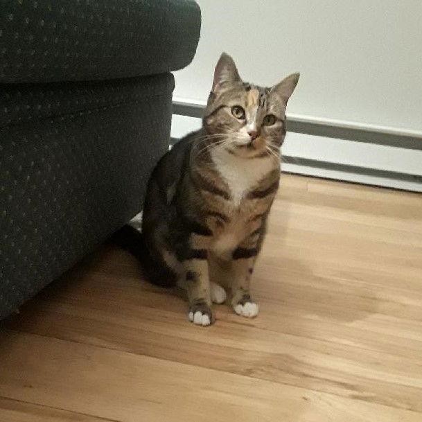 Lily, a Adoptable Domestic Short Hair in Naugatuck, CT image 3/3