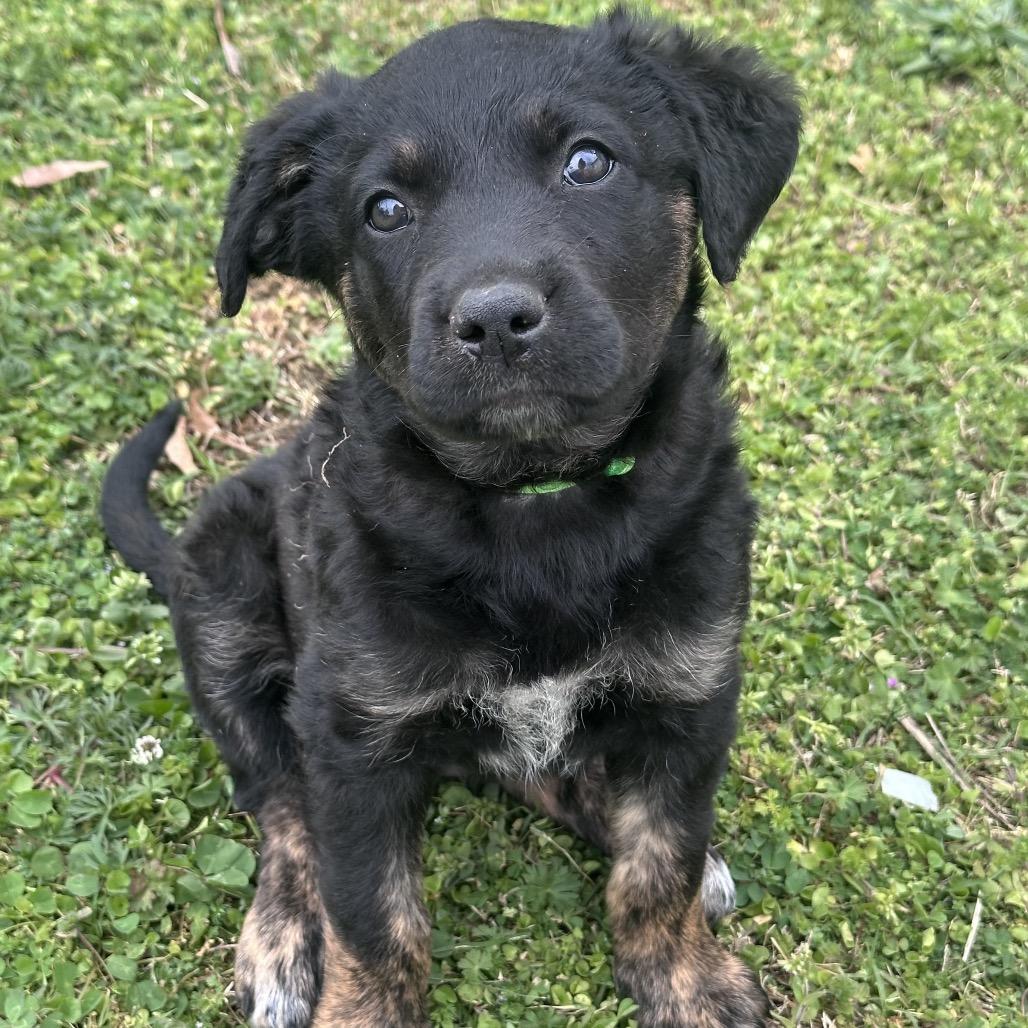 Enlarge Jade, a Adoptable mixed breed in Rossville, GA image 1/6