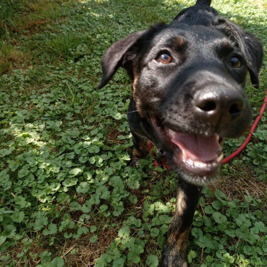 Enlarge Jade, a Adoptable mixed breed in Rossville, GA image 2/6