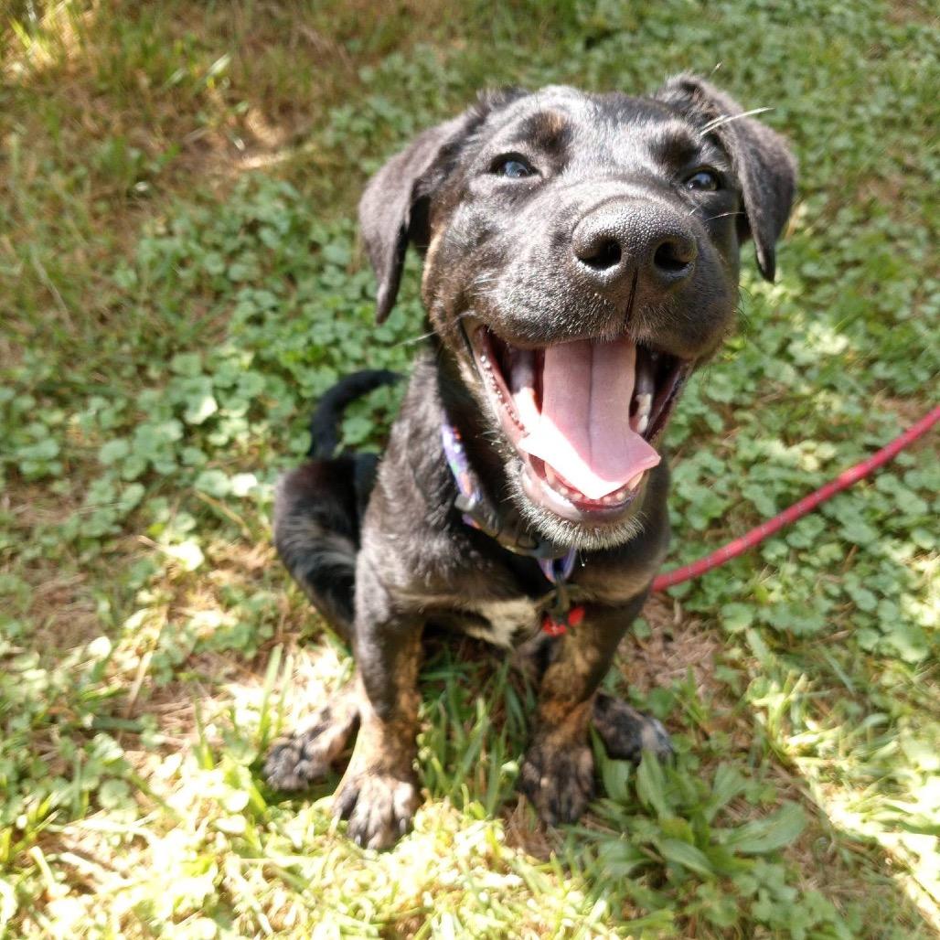 Enlarge Jade, a Adoptable mixed breed in Rossville, GA image 3/6