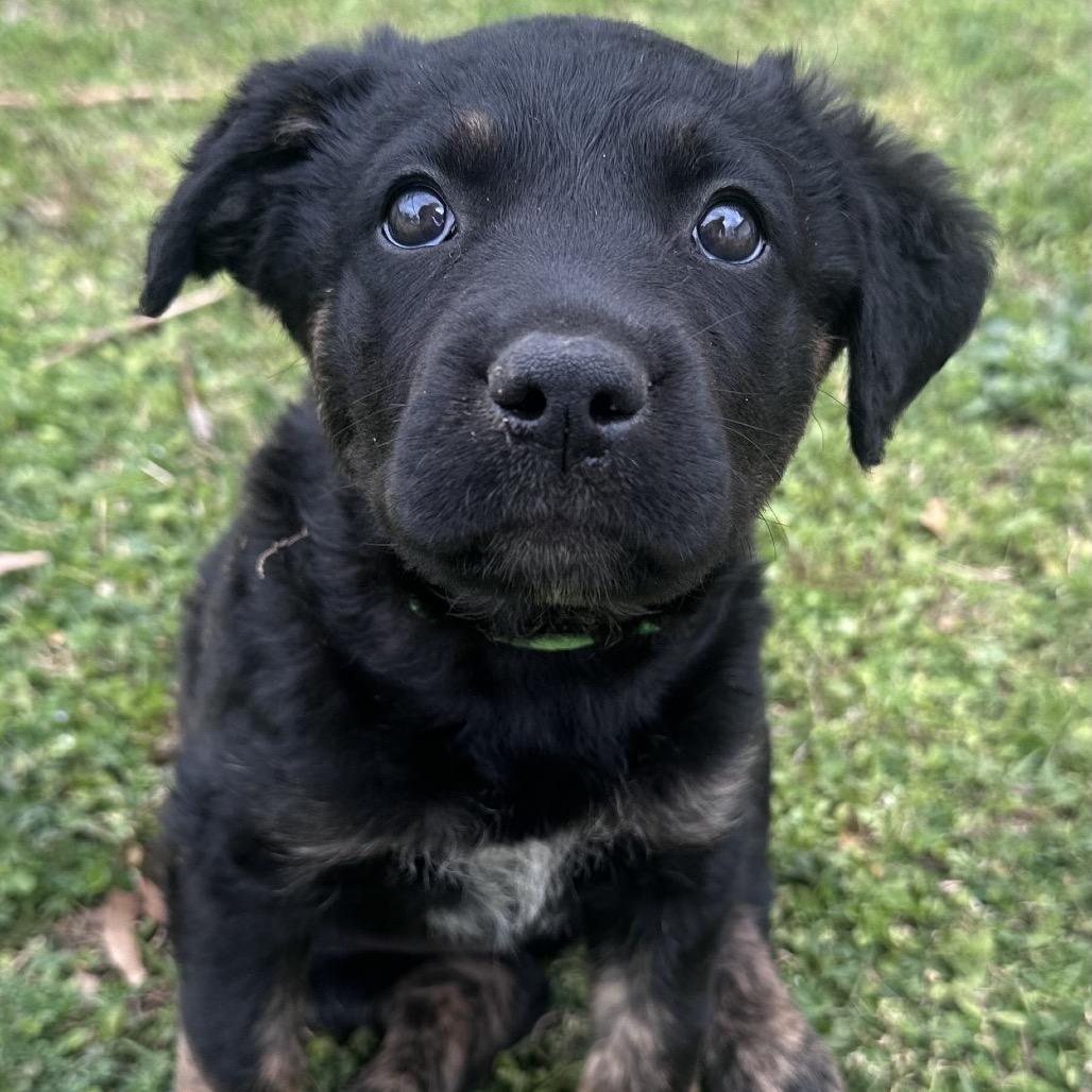 Enlarge Jade, a Adoptable mixed breed in Rossville, GA image 4/6