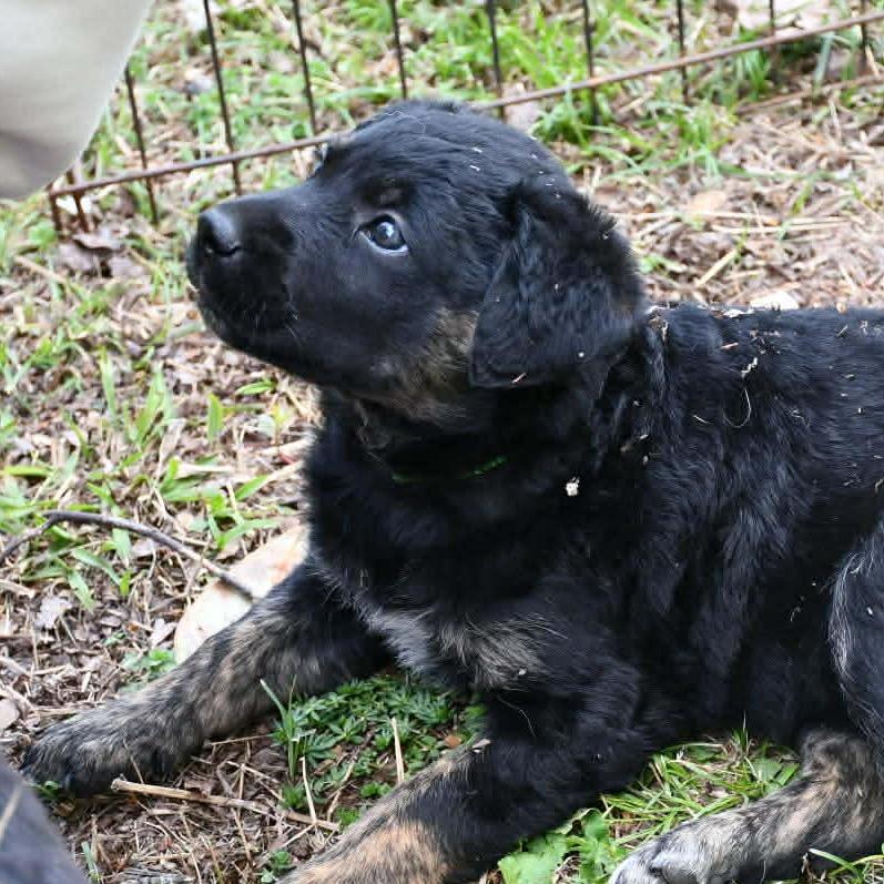 Enlarge Jade, a Adoptable mixed breed in Rossville, GA image 5/6