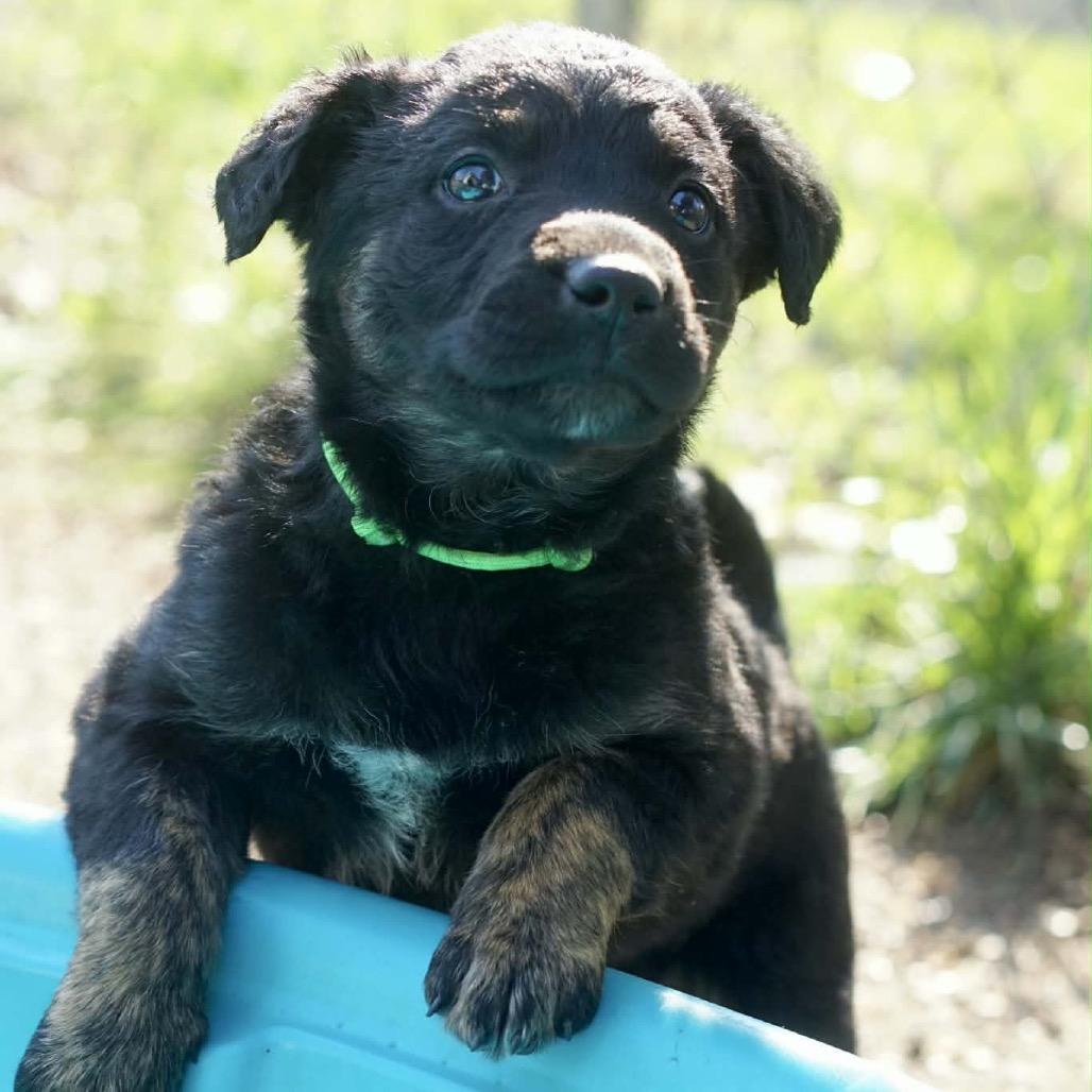 Enlarge Jade, a Adoptable mixed breed in Rossville, GA image 6/6