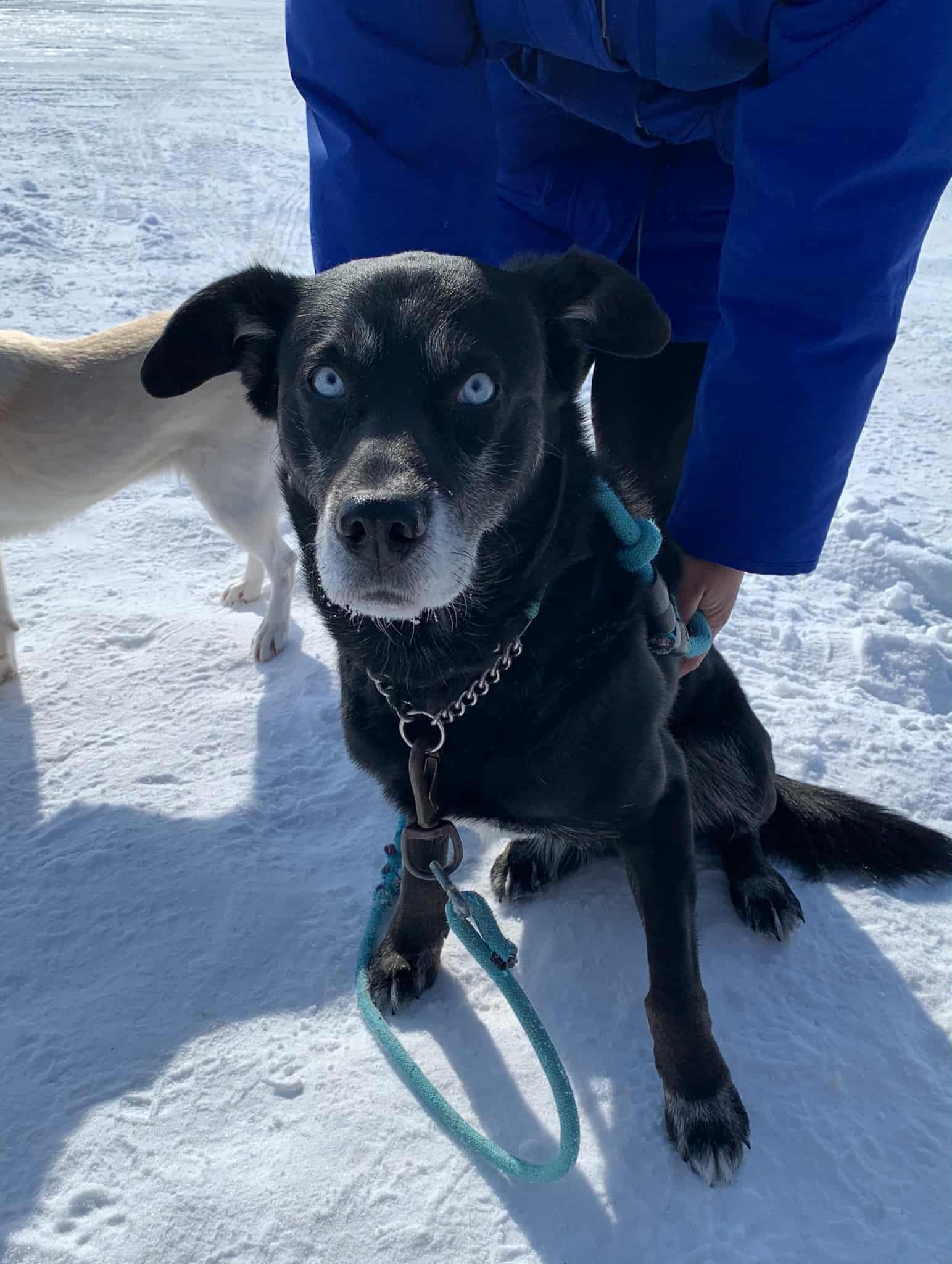 Enlarge Stinger, a ADOPTABLE Husky in Bethel, AK image 2/2