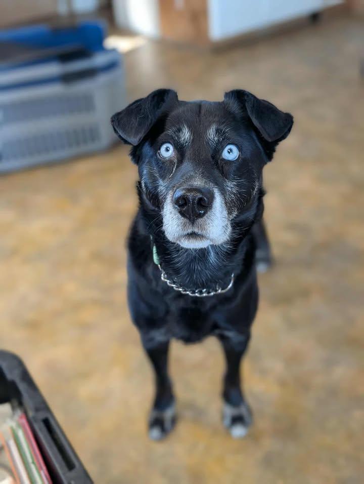 Stinger, ADOPTABLE, Adult Male Husky.