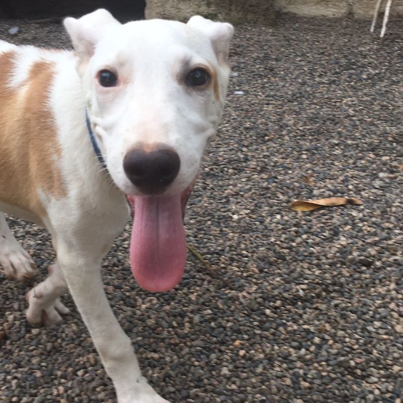 Dozer, Adoptable, Adult Male Mixed Breed.