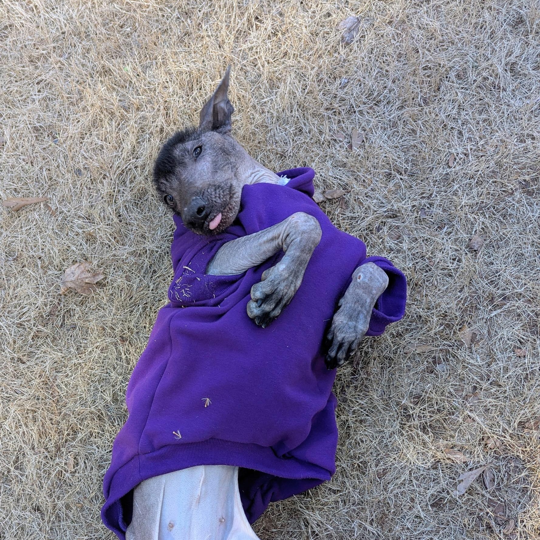 Itzae, an adopted Xoloitzcuintli / Mexican Hairless in Buford, GA image 3/6