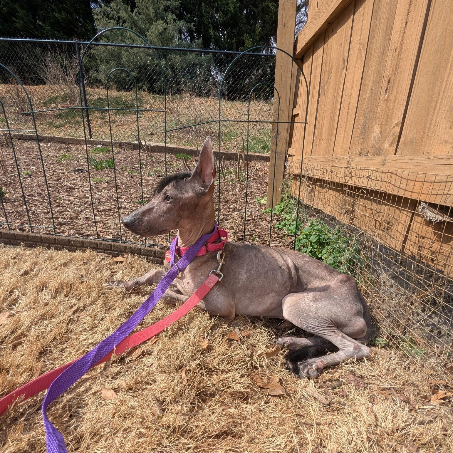 Itzae, an adopted Xoloitzcuintli / Mexican Hairless in Buford, GA image 2/6