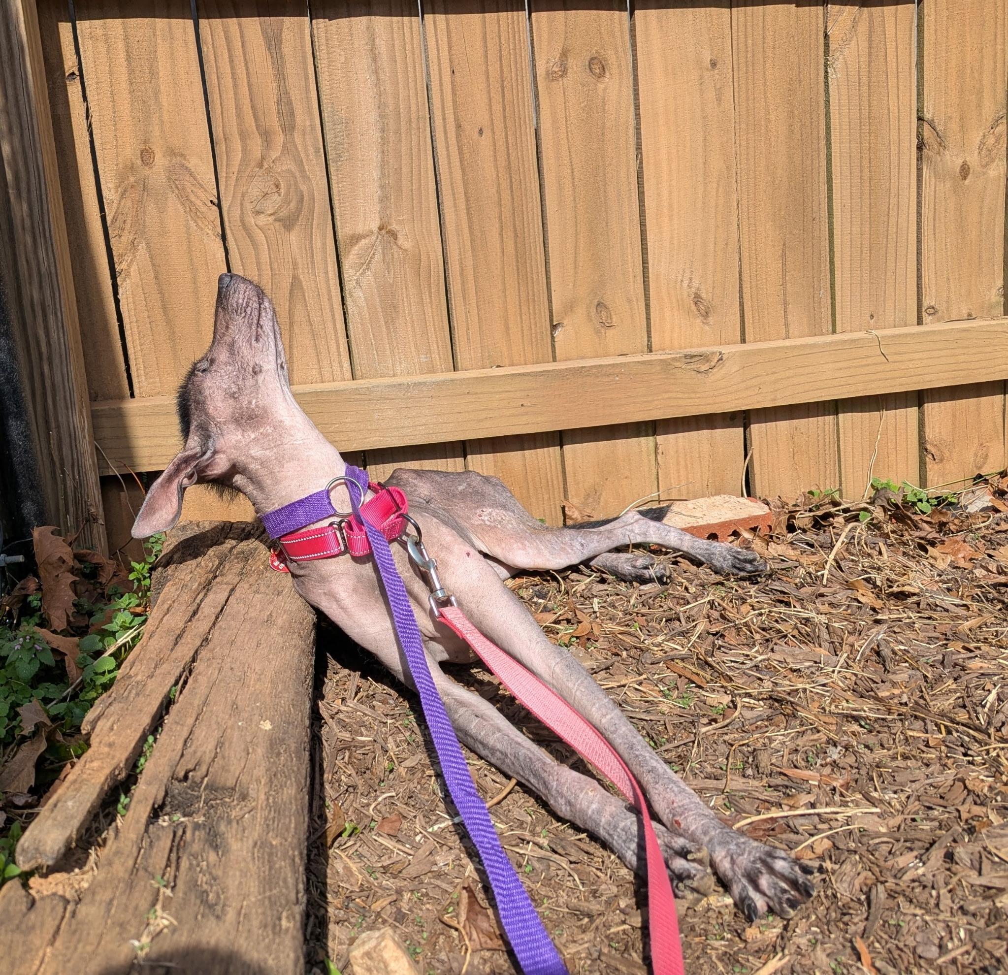 Itzae, an adopted Xoloitzcuintli / Mexican Hairless in Buford, GA image 5/6