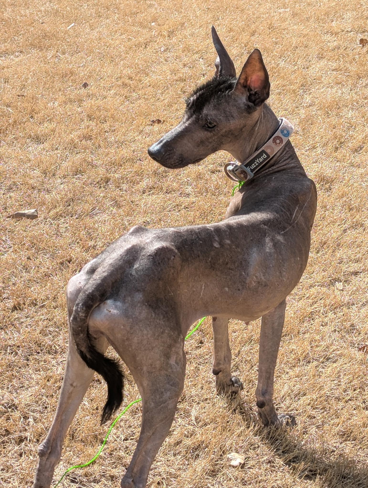 Itzae, an adopted Xoloitzcuintli / Mexican Hairless in Buford, GA image 1/6