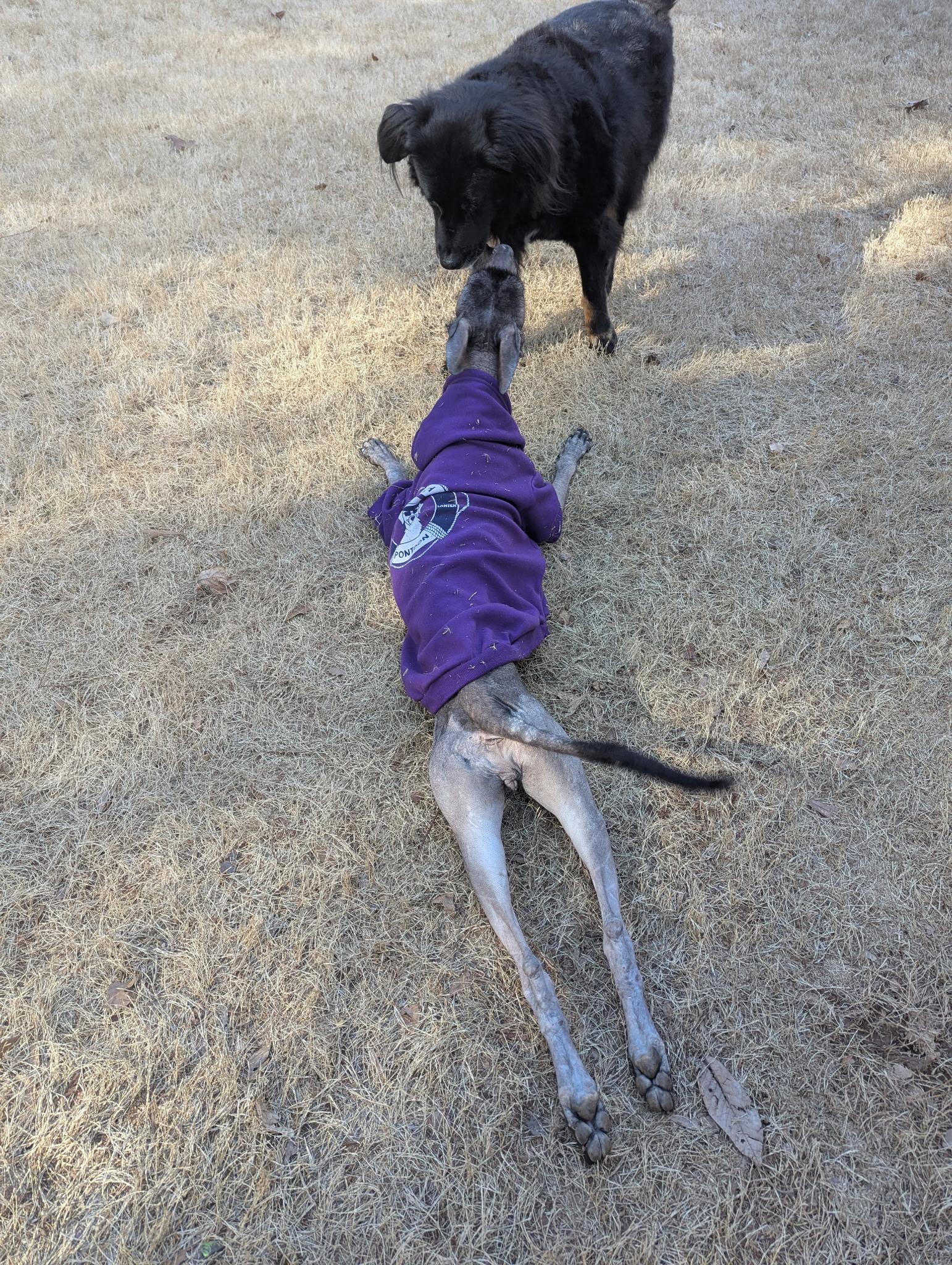 Itzae, an adopted Xoloitzcuintli / Mexican Hairless in Buford, GA image 4/6