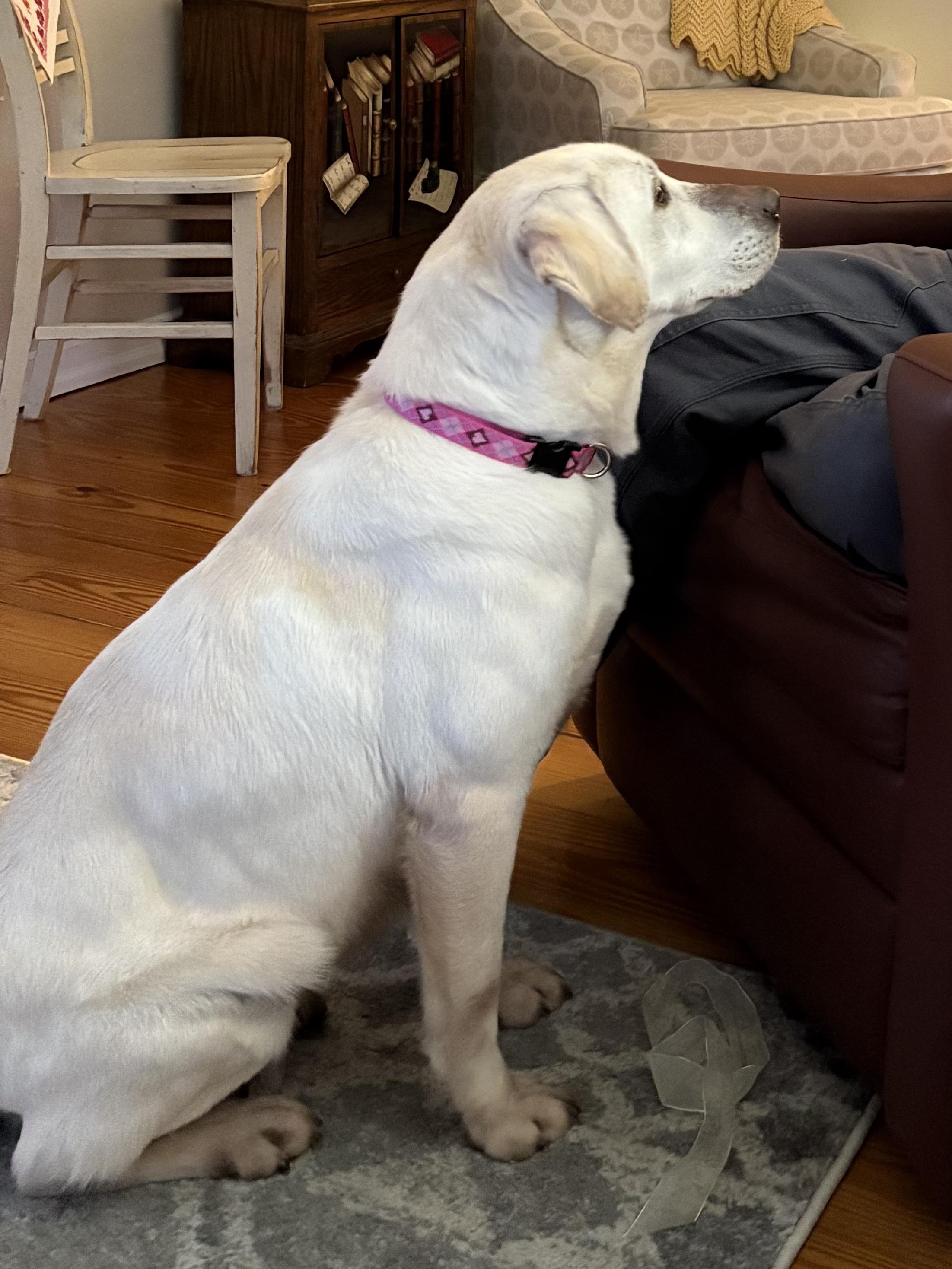 Enlarge Sophie, a Adopted Labrador Retriever in Otis, OR image 3/5