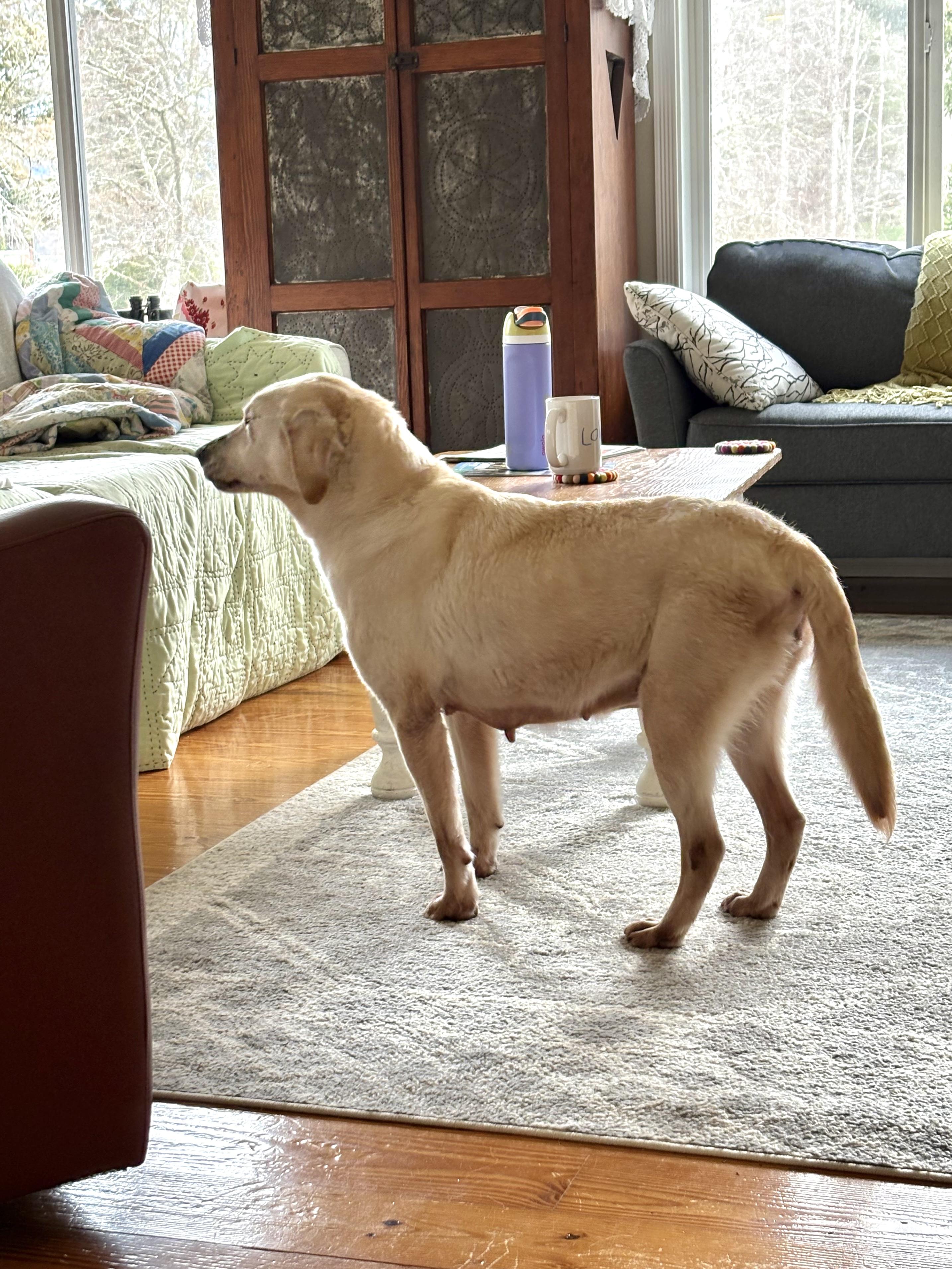 Sophie, Adopted, Senior Female Labrador Retriever.