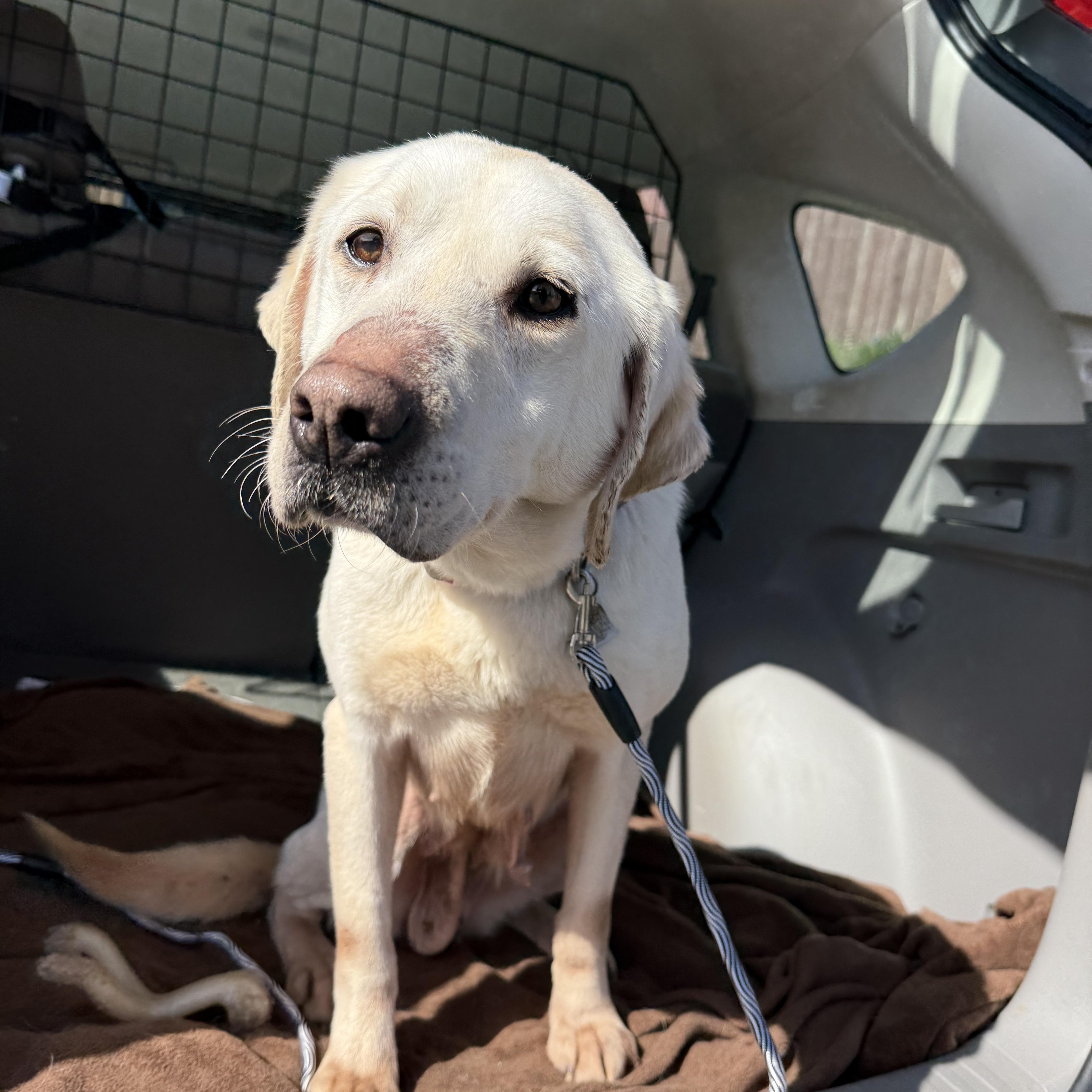 Enlarge Sophie, a Adopted Labrador Retriever in Otis, OR image 1/5