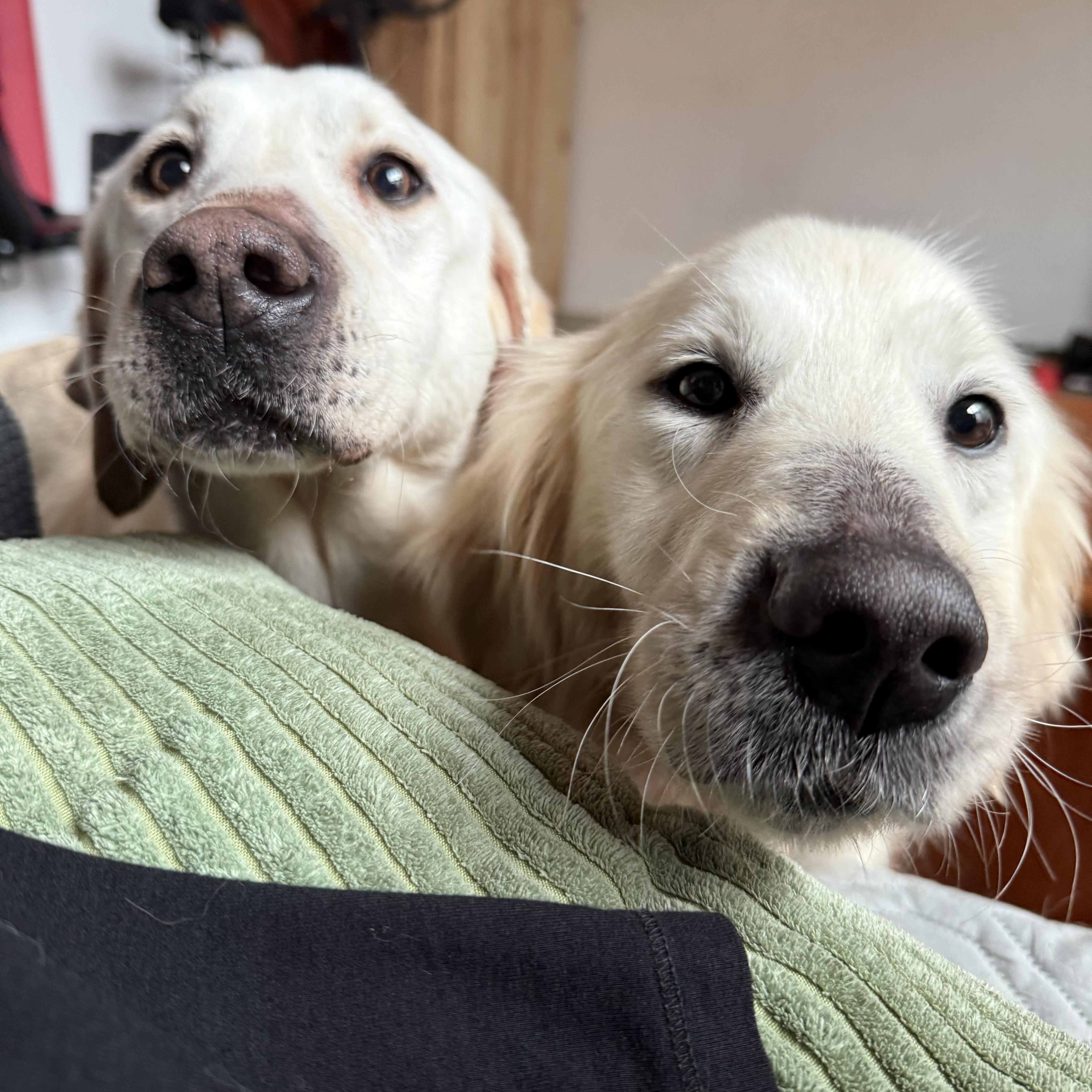 Enlarge Sophie, a Adopted Labrador Retriever in Otis, OR image 2/5