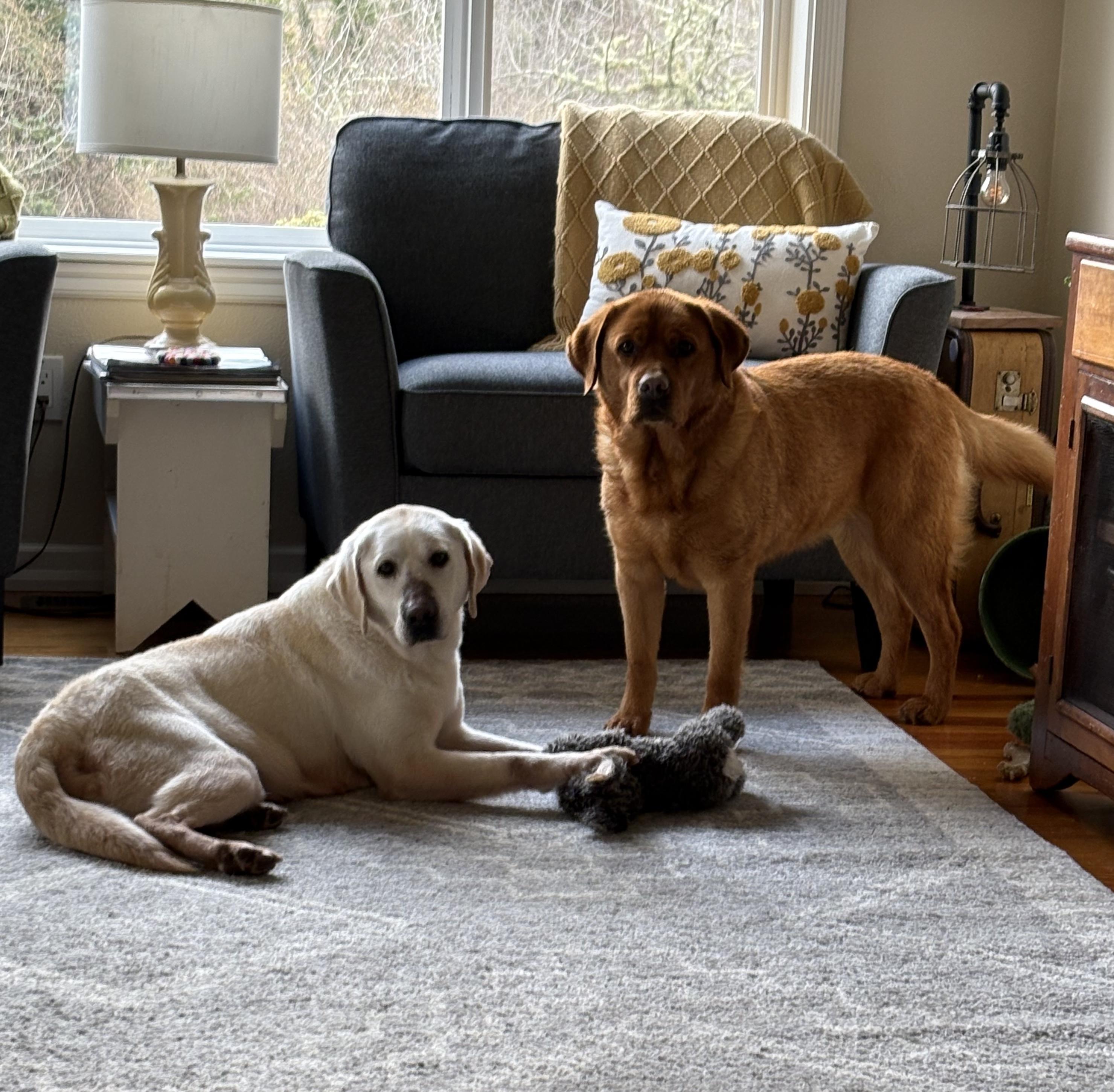 Enlarge Sophie, a Adopted Labrador Retriever in Otis, OR image 4/5
