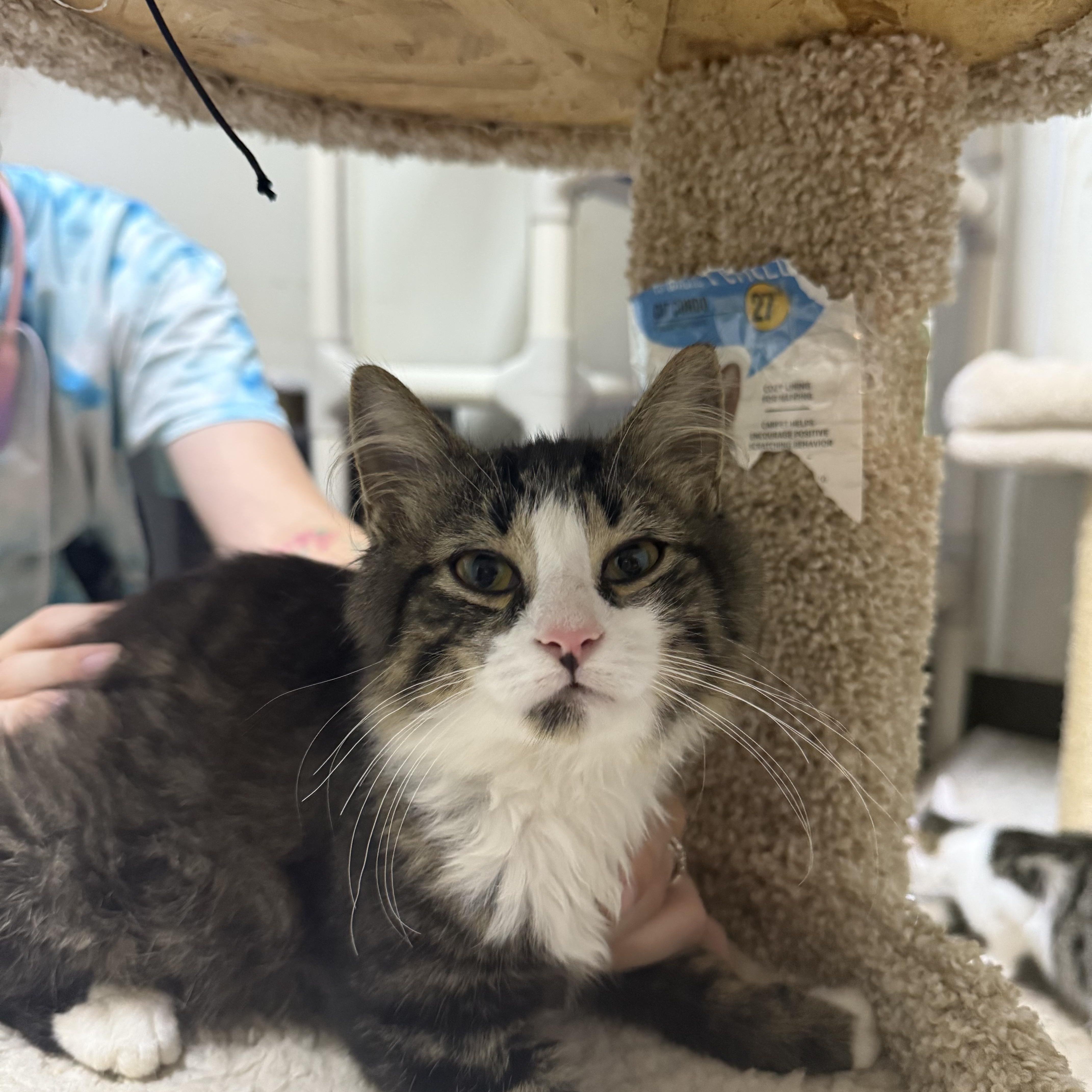 Rocky, ADOPTABLE, Kitten Male Domestic Long Hair.