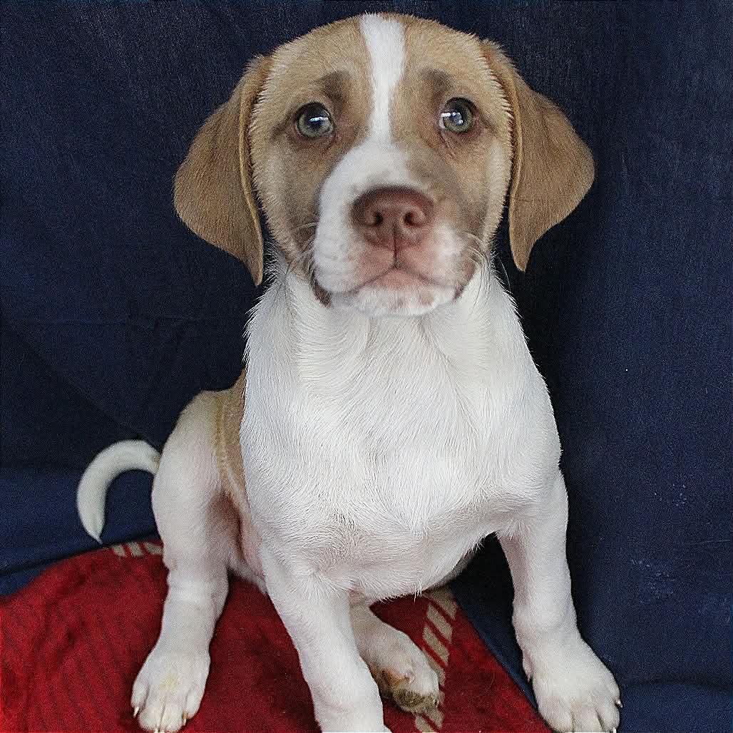 Nemo in NH! Come Meet our Adoptable Dogs Wednesday-Saturday. More info in Bio!, adopted, Puppy Male Beagle.