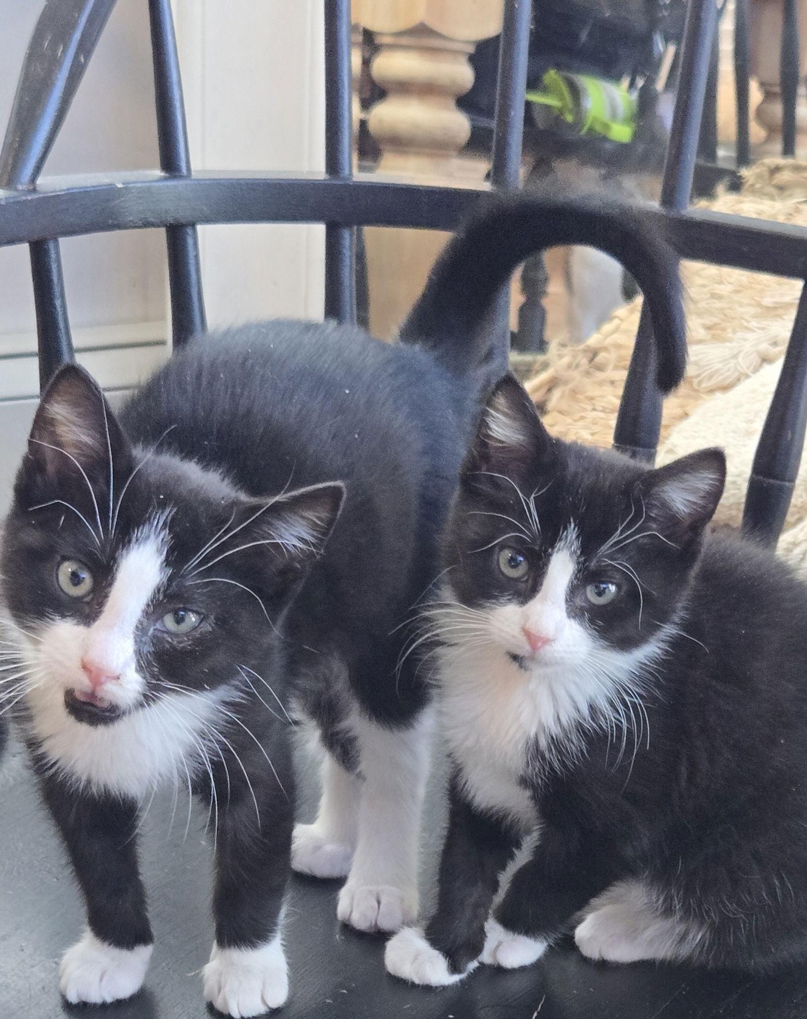 Leaf & Bean, Adoptable, Young Male Domestic Short Hair.