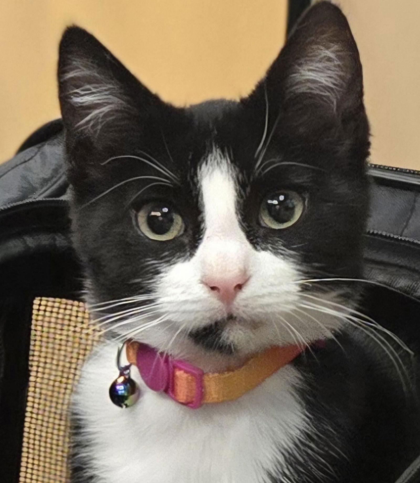 Leaf & Bean, a Adoptable Domestic Short Hair in Flushing, NY image 2/3