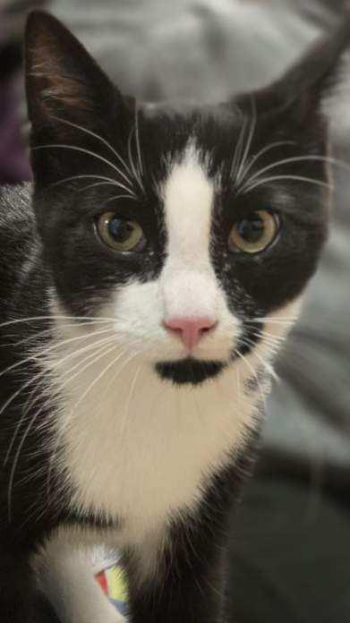 Leaf & Bean, a Adoptable Domestic Short Hair in Flushing, NY image 3/3