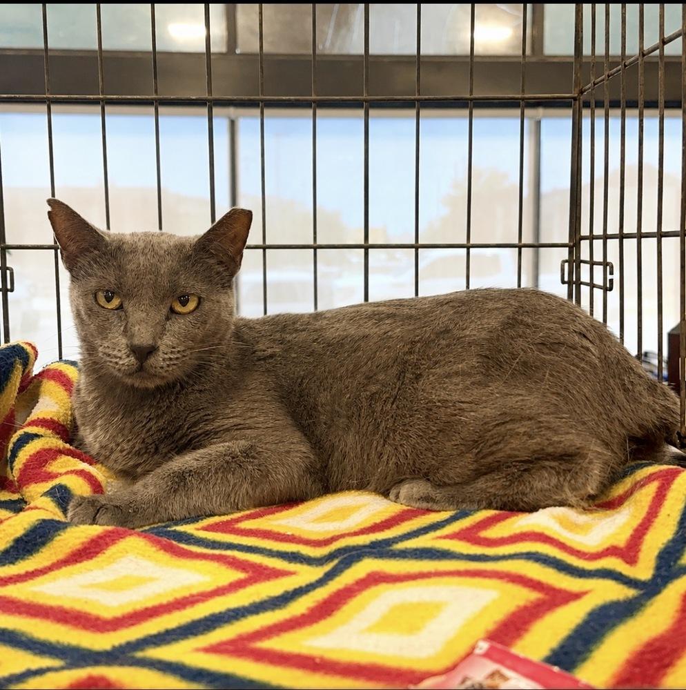 Enlarge Bonnie, a Adoptable Domestic Short Hair in Panama City Beach, FL image 1/5