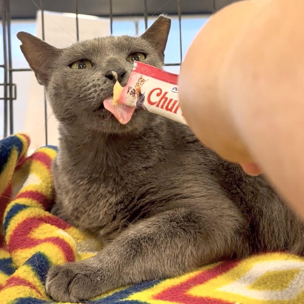 Enlarge Bonnie, a Adoptable Domestic Short Hair in Panama City Beach, FL image 2/5