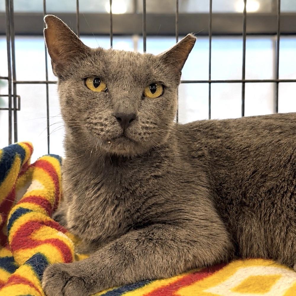 Enlarge Bonnie, a Adoptable Domestic Short Hair in Panama City Beach, FL image 3/5