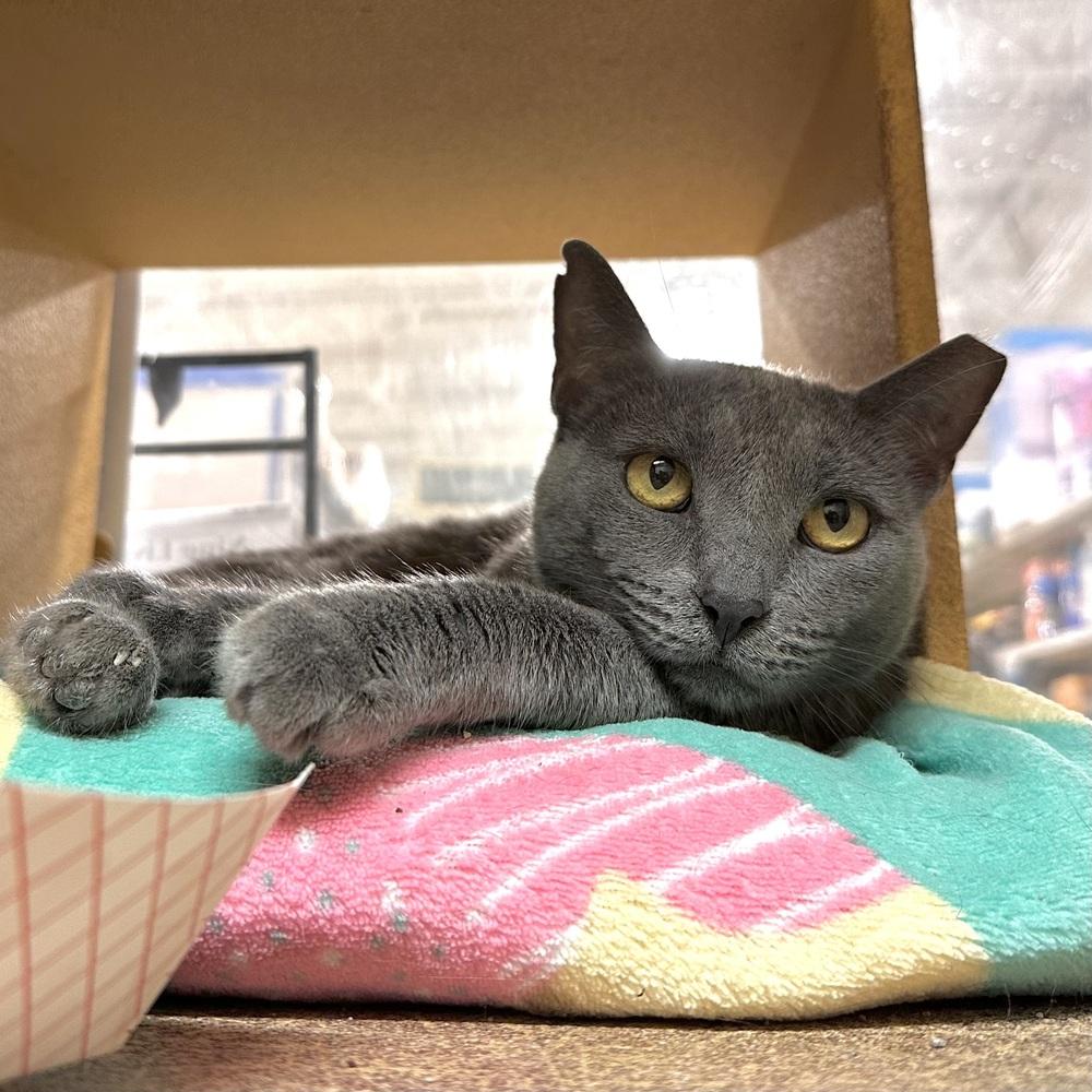 Enlarge Bonnie, a Adoptable Domestic Short Hair in Panama City Beach, FL image 4/5