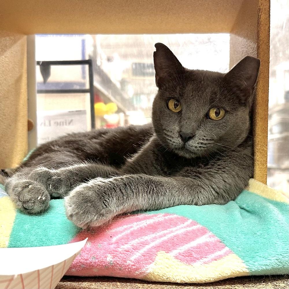 Enlarge Bonnie, a Adoptable Domestic Short Hair in Panama City Beach, FL image 5/5
