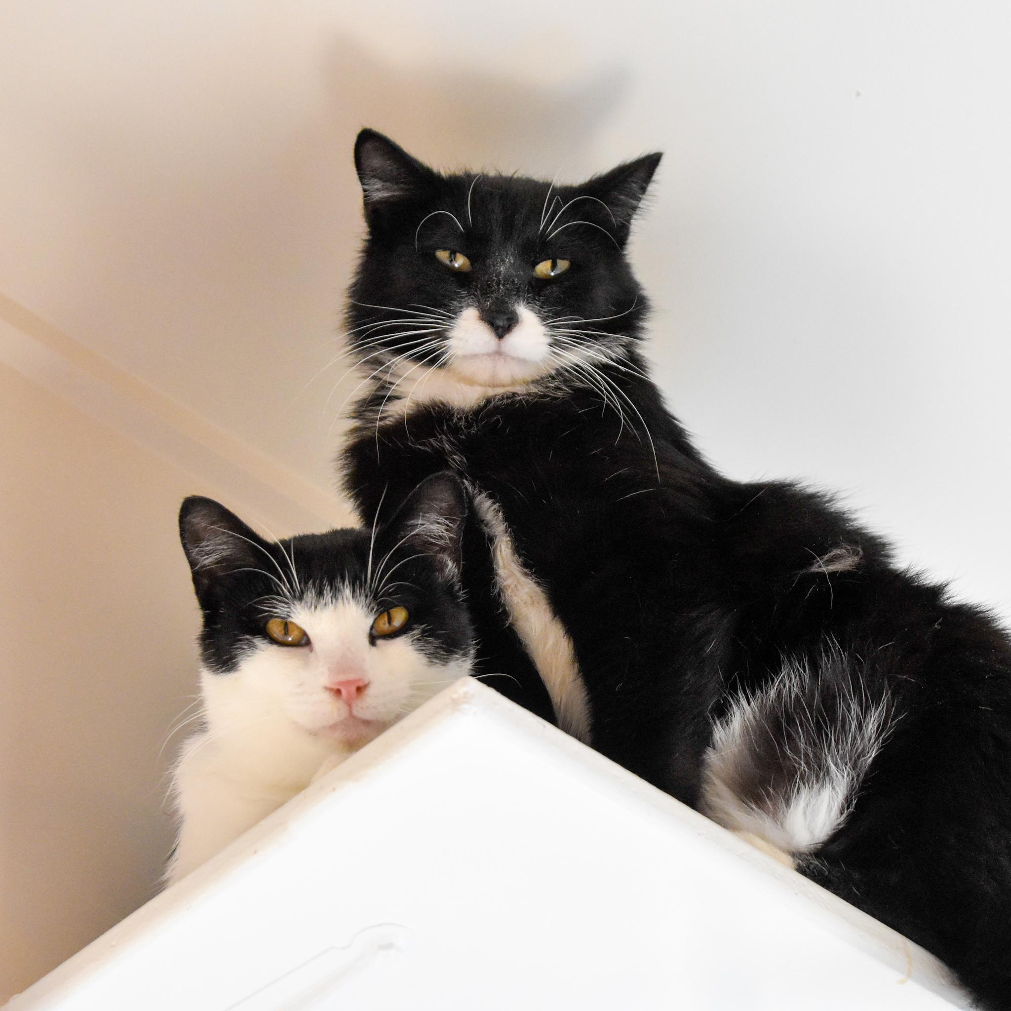 Dill (and Gherkin), a Adoptable mixed breed in Santa Fe, NM image 1/6