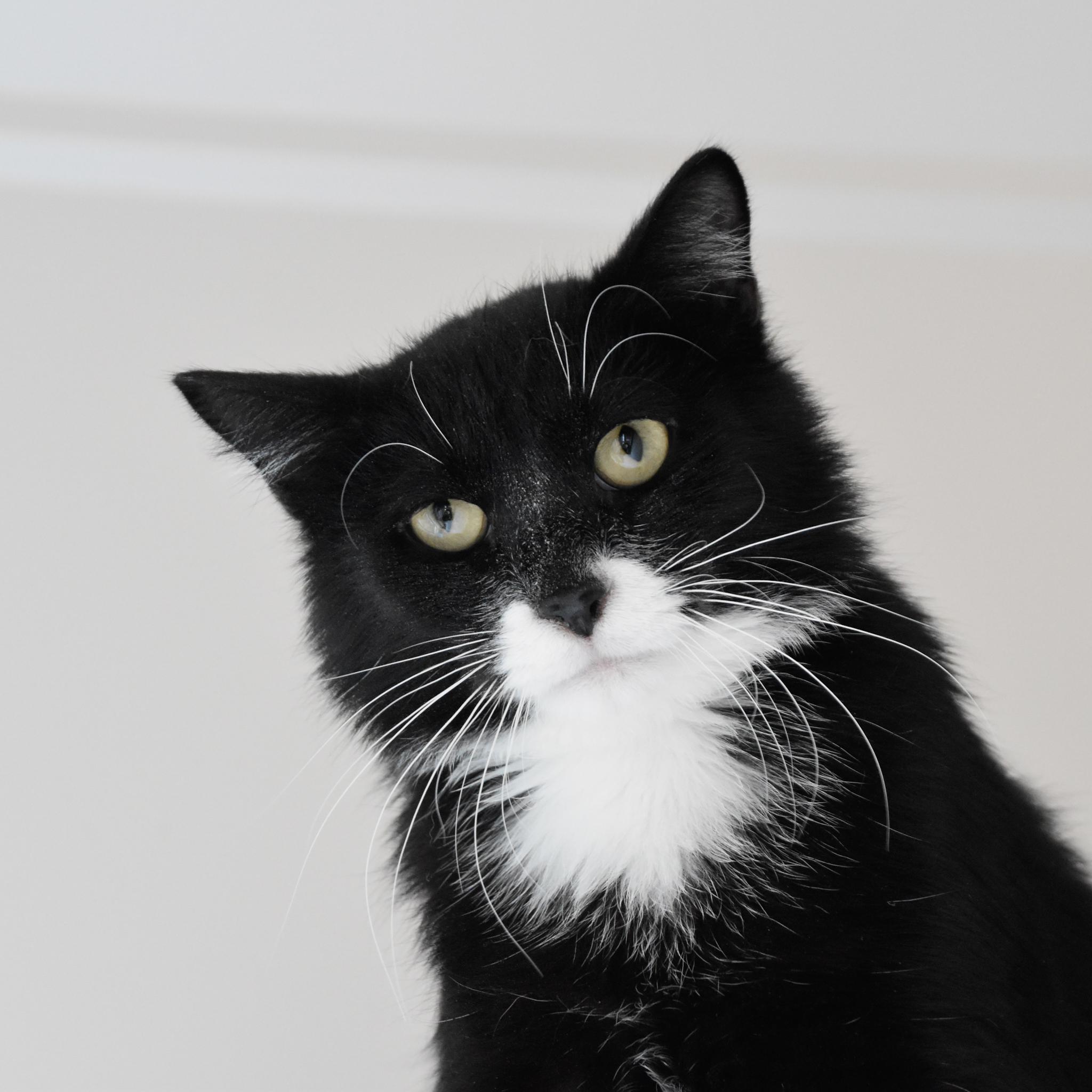 Dill (and Gherkin), a Adoptable mixed breed in Santa Fe, NM image 3/6