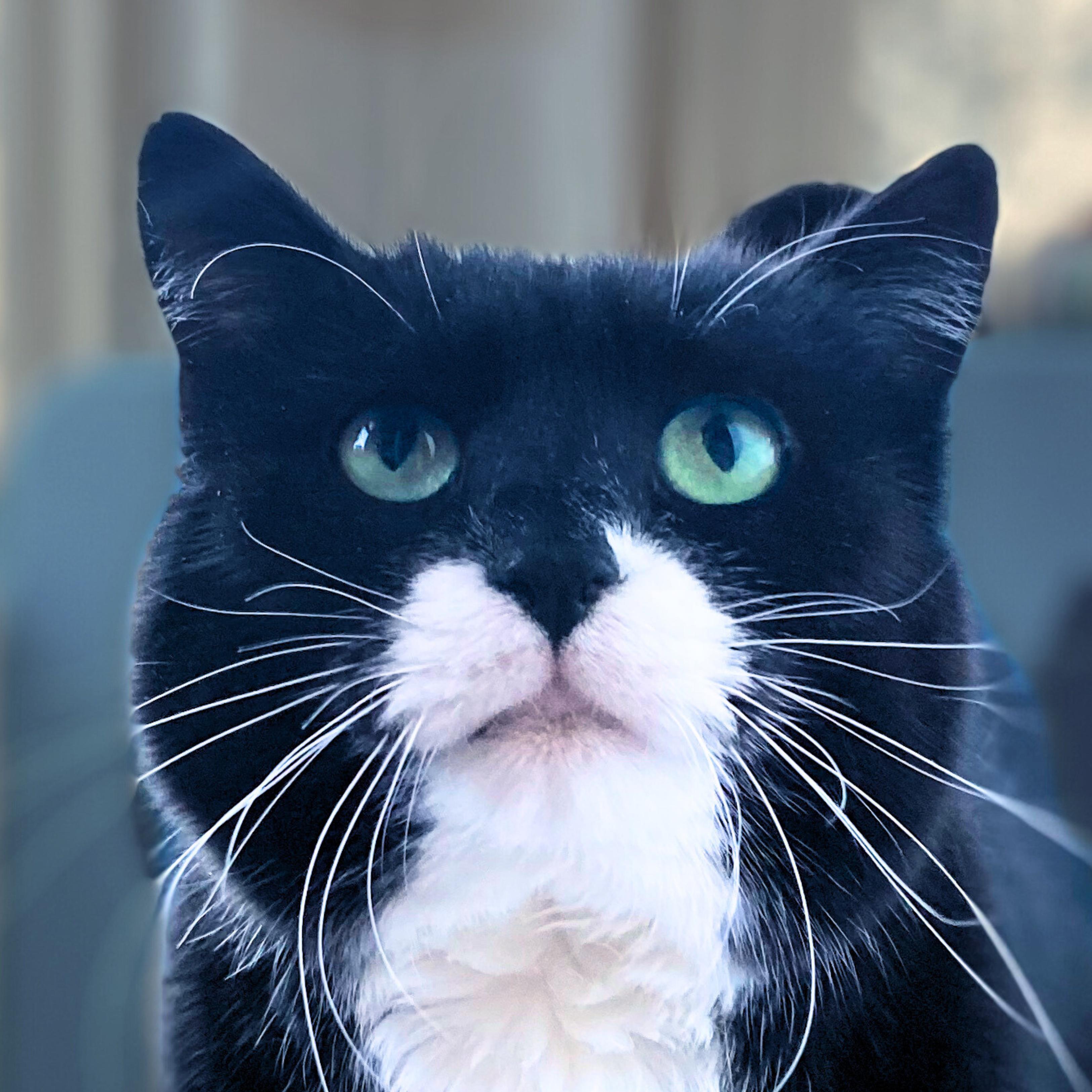 Dill (and Gherkin), a Adoptable mixed breed in Santa Fe, NM image 5/6