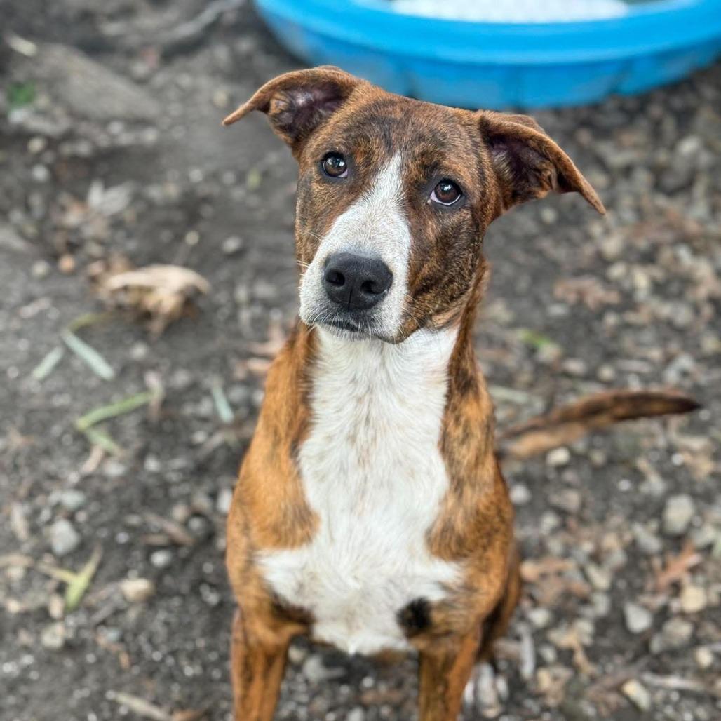 Cardinal, Adoptable, Young Female Mountain Cur.