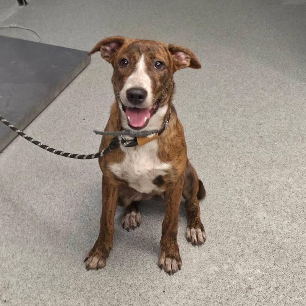 Enlarge Cardinal, a Adoptable Mountain Cur in Martinsville, VA image 2/2