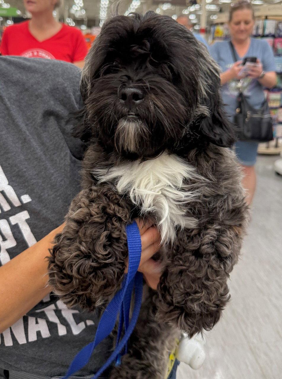 Enlarge Samuel, a Adopted Shih Tzu in GILBERTS, IL image 1/1
