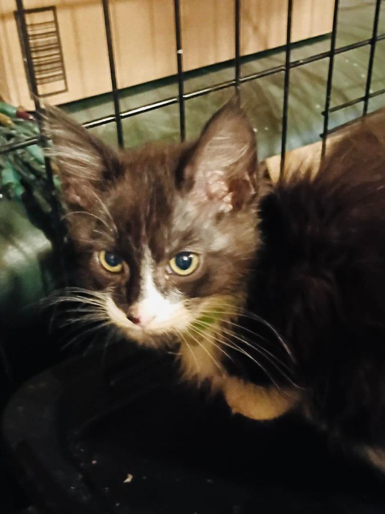 Enlarge John, a Adoptable Domestic Short Hair in Cloquet, MN image 1/1