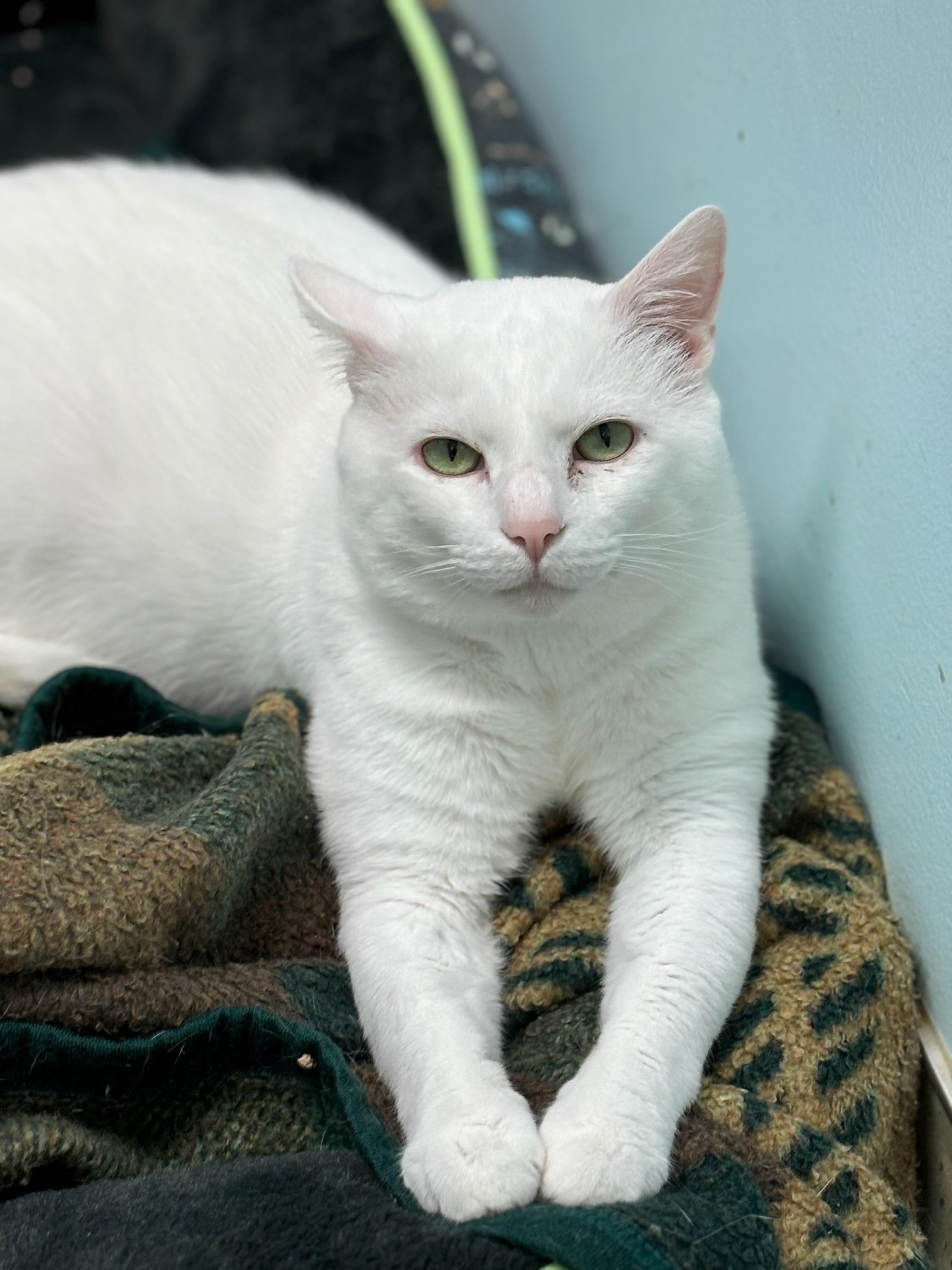 Soloman, Adoptable, Adult Male Domestic Short Hair.