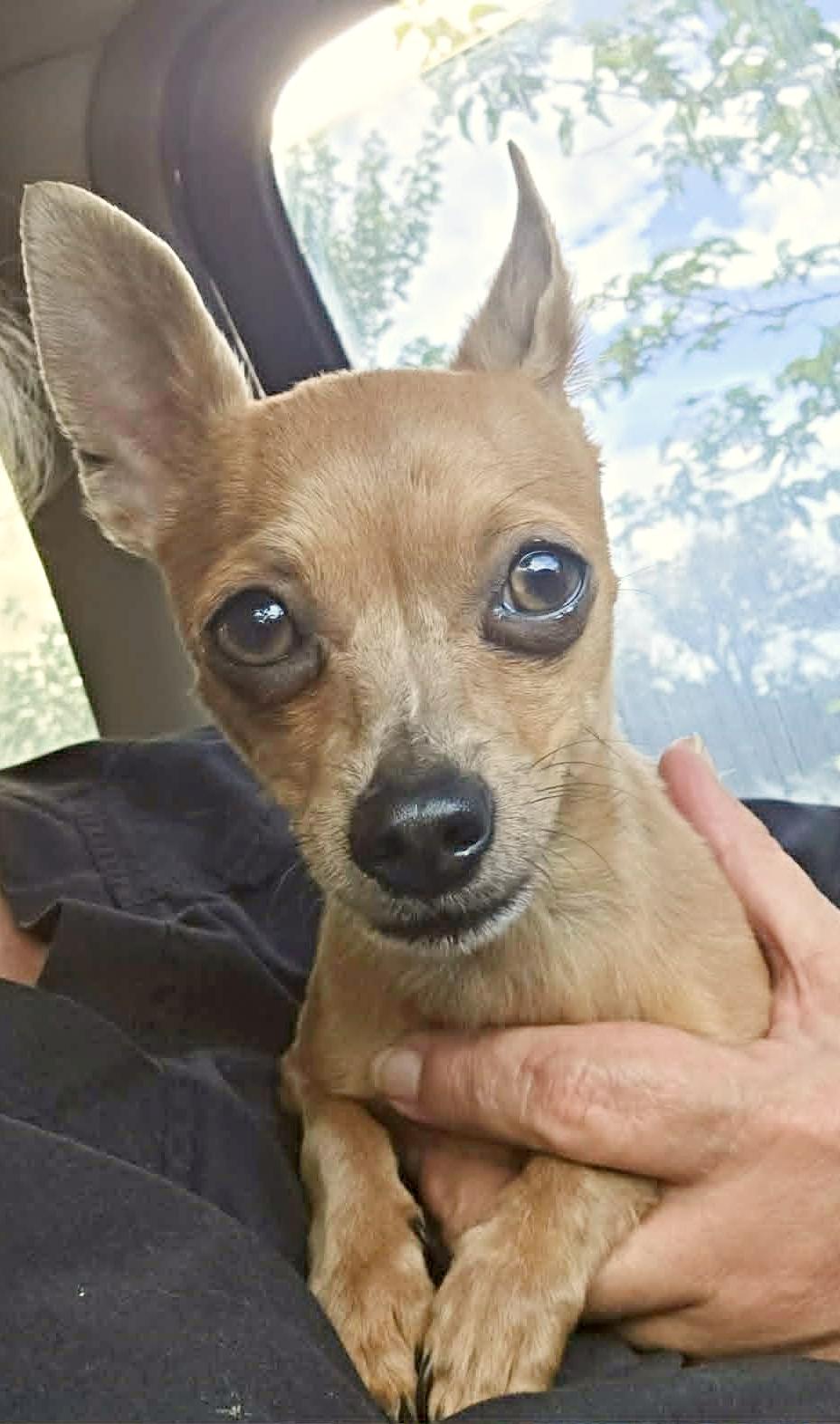 Enlarge Blossom, a ADOPTABLE mixed breed in Boulder, CO image 5/6