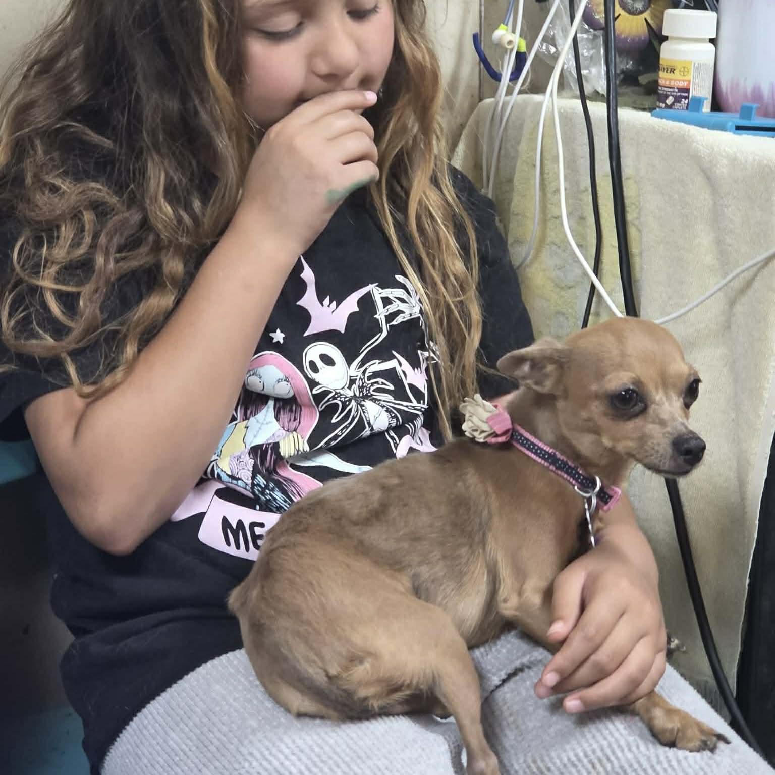 Enlarge Blossom, a ADOPTABLE mixed breed in Boulder, CO image 6/6
