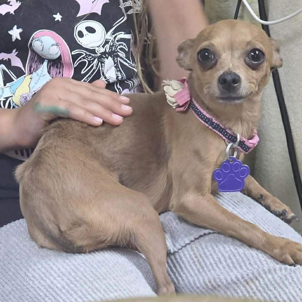 Enlarge Blossom, a ADOPTABLE mixed breed in Boulder, CO image 1/6