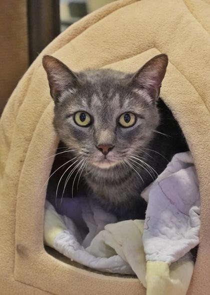 Enlarge Harold 60561, a Adoptable Domestic Short Hair in Aiken, SC image 1/1