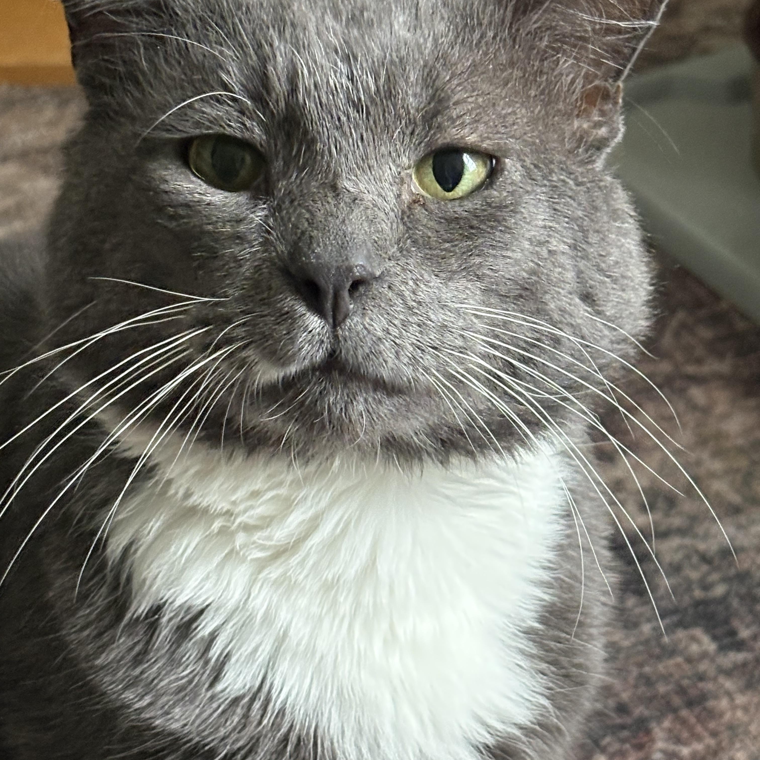 Enlarge Soldier , a ADOPTABLE Domestic Short Hair in Warminster, PA image 2/6