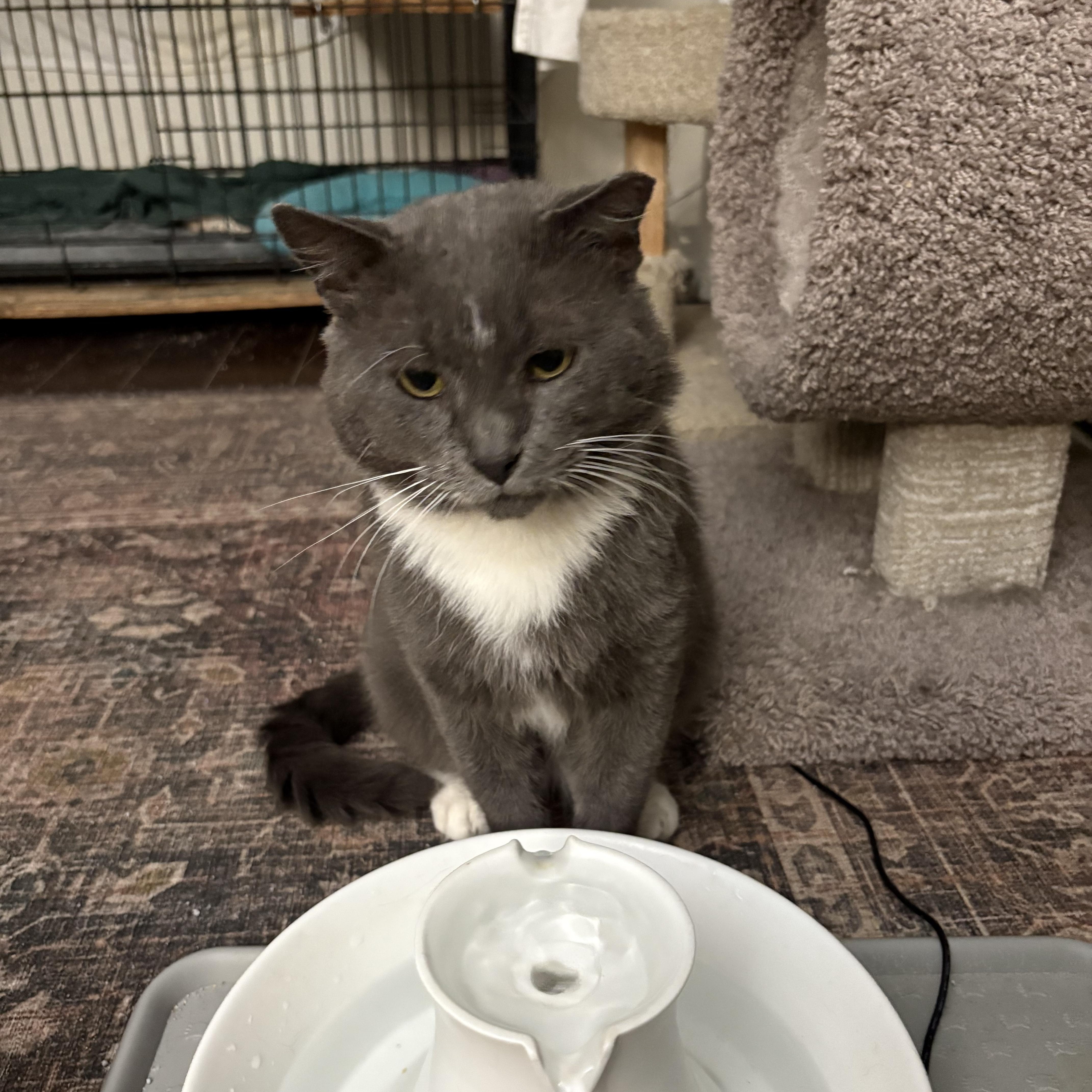 Enlarge Soldier , a ADOPTABLE Domestic Short Hair in Warminster, PA image 4/6